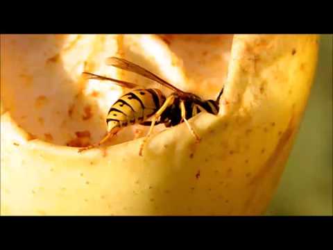Vidéo: Tests D'allergie Aux Piqûres D'insectes