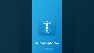 Humanatomy App Promo | Muskeln und Knochen in 3D | Anatomie Android, iOS und Web App screenshot 4