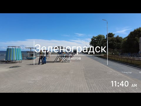 Зеленоградск: город котов