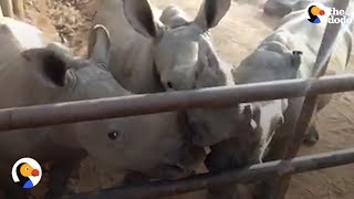 Baby Rhino Sounds are WEIRD | The Dodo