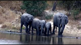 Elephants at Djuma Cam 30/6/26. Be ready for loud vocals.