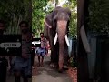 കർണൻ്റെ അപരൻ മോഹനൻ | Mangalamkunnu Karnan Elephant #shortvideo #karnan #elephant #aanapremi