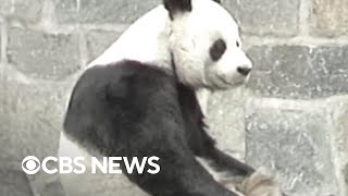 From the archives: Giant pandas at National Zoo over past 51 years