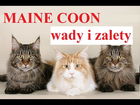 Wideo: Maine Coon Rasa Kotów Rasa Kotów Hipoalergiczny, Zdrowy I Długowieczny