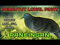 Suara Perkutut Lokal Pikat untuk PANCINGAN burung agar gacor Manggung || Pikat Merbok || Zebra Dove