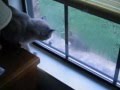 My two Cats watching a bird on the windowsill