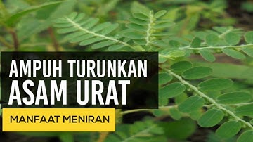 Meniran, Obat Asam Urat Yang Ampuh Dan Alami || Info Kesehatan