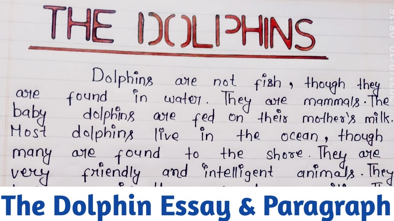 informative essay about dolphins
