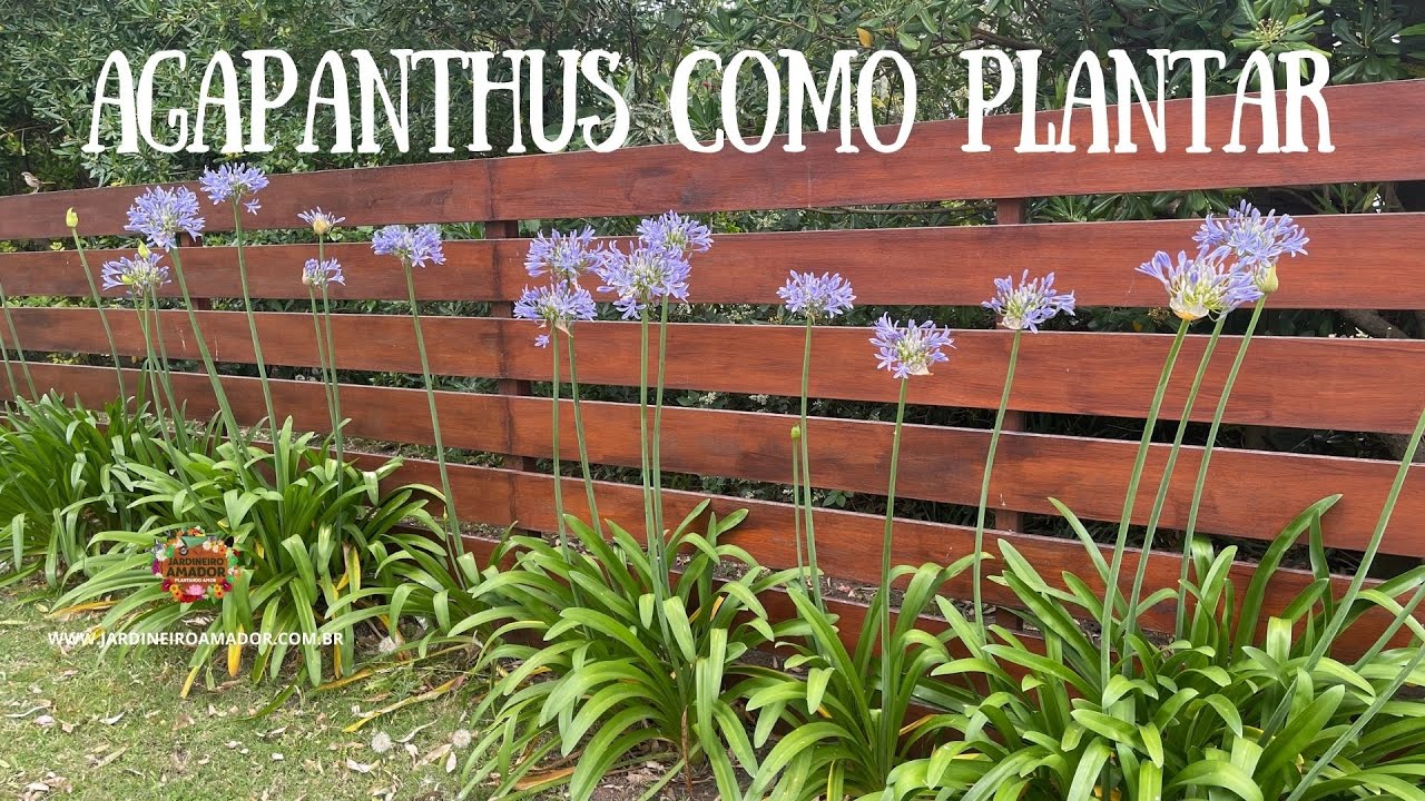 Agapanthus é fácil de plantar, cuidar e florescer - thptnganamst.edu.vn