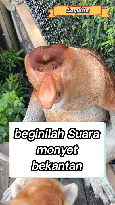Fakta unik monyet bekantan #animals #ytshort