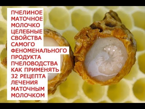 Пчелиное маточное молочко целебные свойства самого феноменального продукта пчеловодства как применят