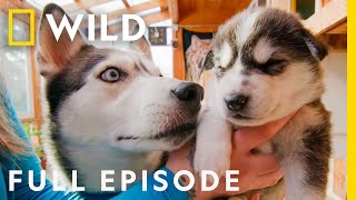 Pups in the Oven (Full Episode) | Dr. Oakley, Yukon Vet by Nat Geo WILD 31,808 views 4 weeks ago 44 minutes