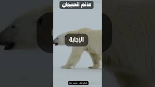 ما هو لون جلد الدب القطبي الموجود تحت الفرو الأبيض؟