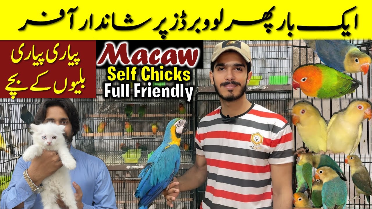 Once Again Biggest Sale/Offer on All Lovebirds | Warsi Birds Shop Rawalpindi.
