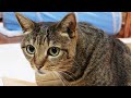 はな7。-Hana 7.-