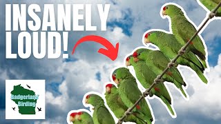 Witness the Chaos of Parrot Mayhem in Texas! (Finding the Redcrowned Parrot)