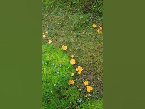 เห็ด kantareller - YouTube
