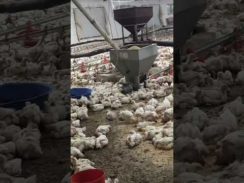 هصيصان نايمين عساف وعلي ماشاء الله  