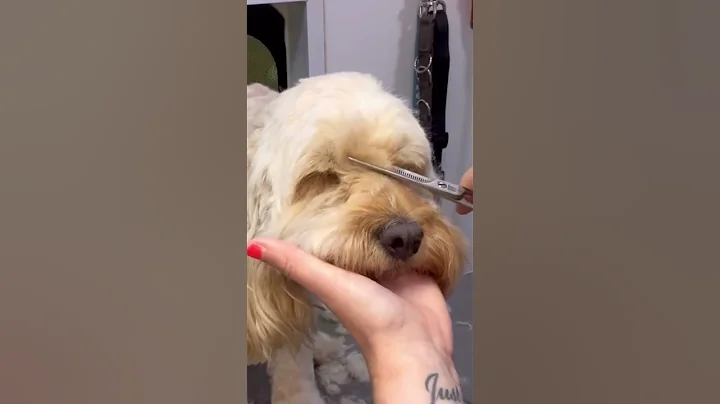 How to trim dogs eyes #lovemud #doggrooming #doggroomingforbeginners #cockapoo #shortsvideo #dogs - DayDayNews