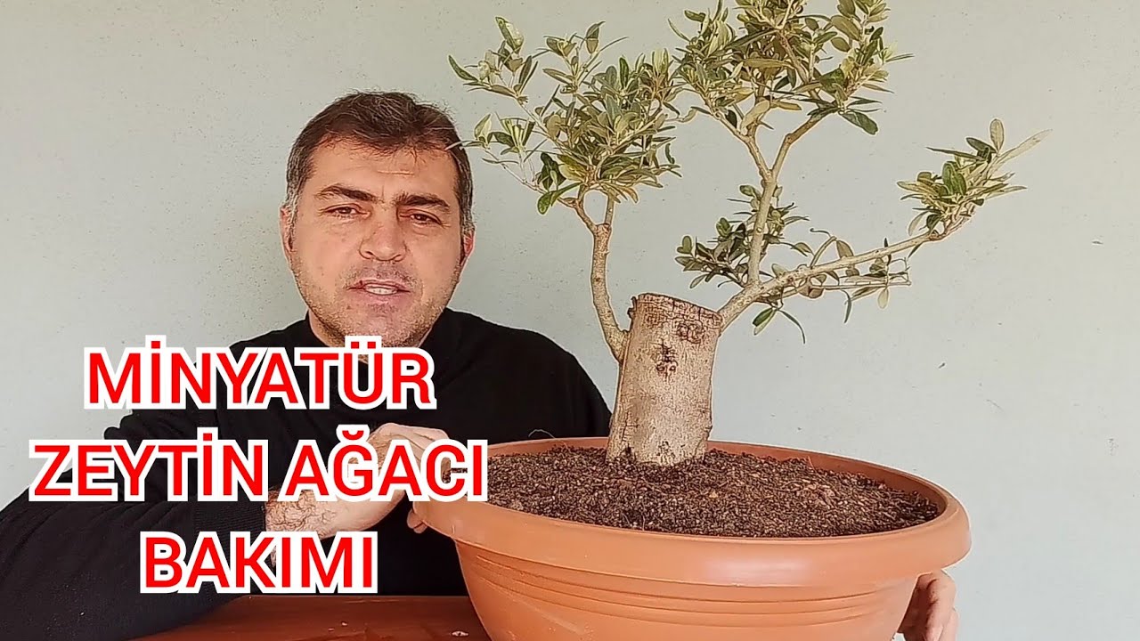 Minyatür Zeytin Ağacı Bakımı | Bonsai Olive - YouTube