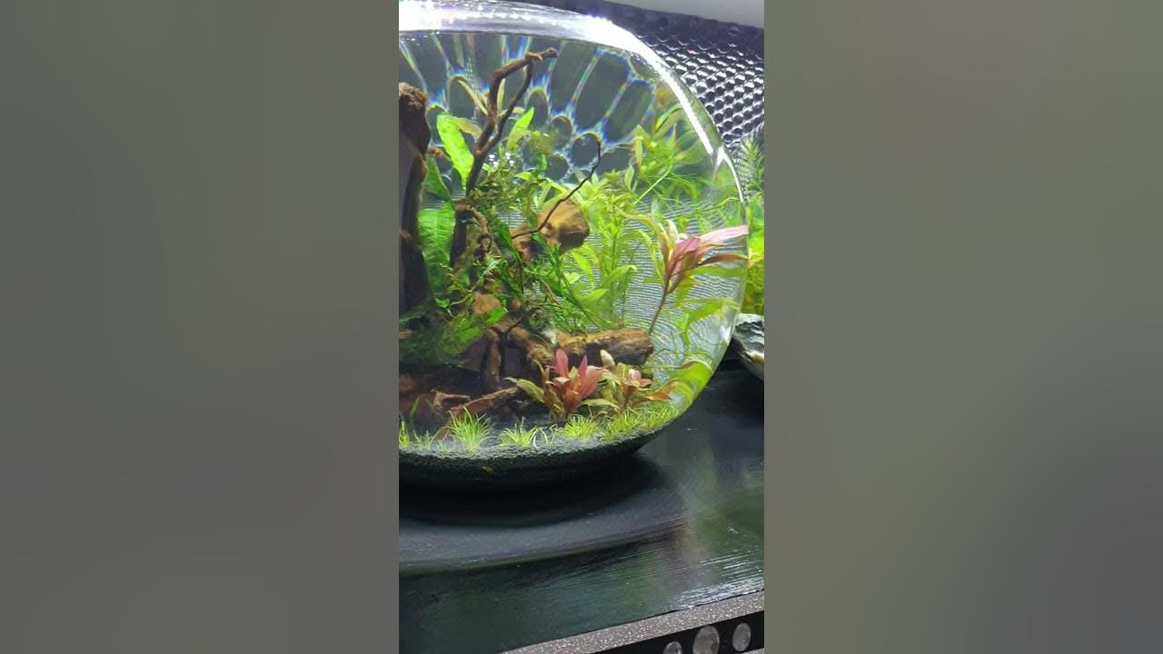 Setting Up Fish Bowl Filter Shorts YouTube