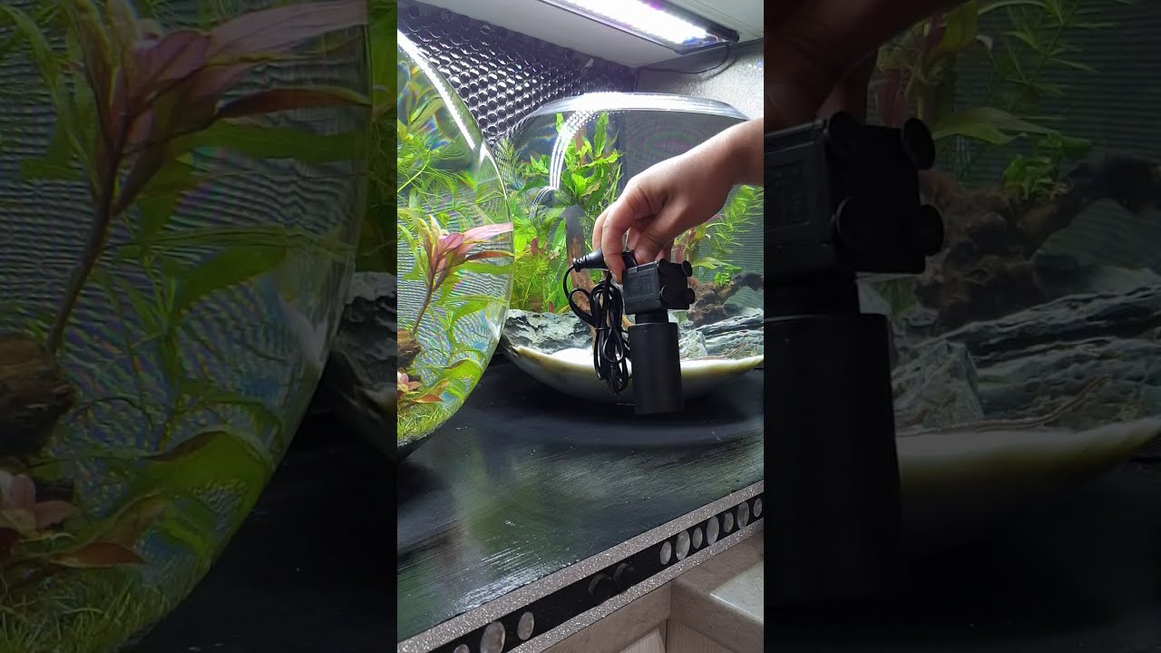 Setting Up Fish Bowl Filter Shorts YouTube