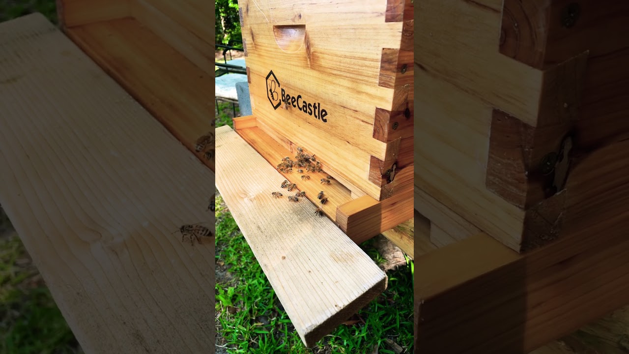 Hive 2 is on the pollen! 