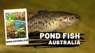 Pond Fish That Do Well In Australian Garden Ponds