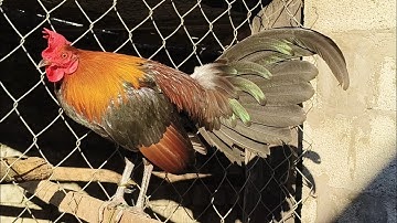 Qaib dib zoo nkauj pom2. ลูกไก่ป่างามสายผู้เมย F2. 23/12/2025. 02097436930.