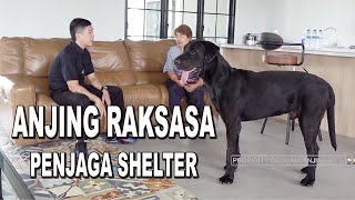 ANJING RAKSASA GREAT DANE BLASTER ROTTWEILER PENJAGA SHELTER TING PING PING