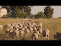 Ovejas en el Olivar, Nuevo Paddock Para los Caballos, Nueva Casa para las Lombrices - Dia en la Vida