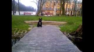 BlanKy French Bulldog Scared Of Water by Piotr Nowak 6,688 views 9 years ago 21 seconds