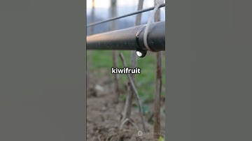 #sciencefather | 🚢🌱 A Strategic Pathway to Green Digital Shipping