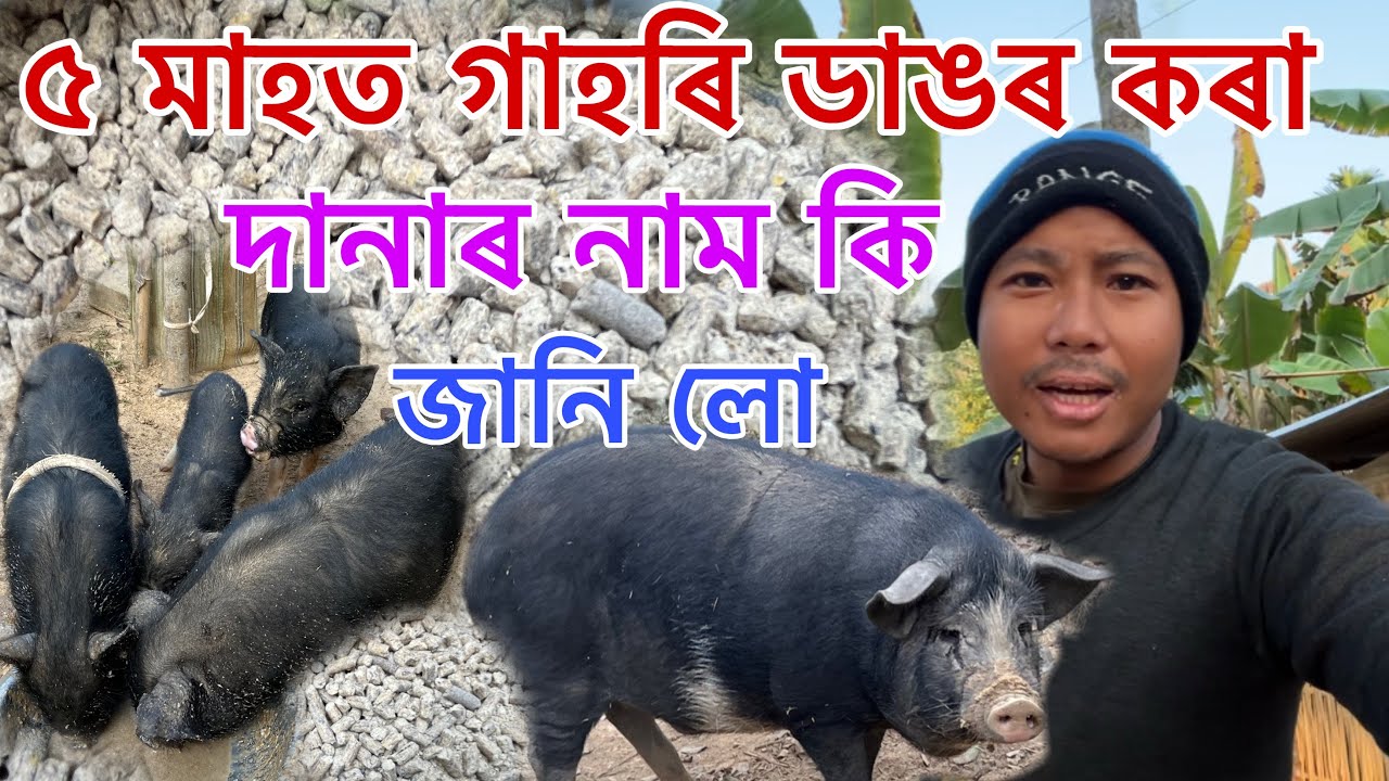 ৫ মাহত গাহৰি ডাঙৰ কোৰা দানাৰ নাম কি জানি লো ! Pig farming in Kokrajhar 