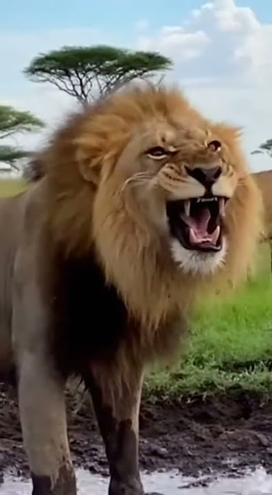 NEVER Wake A Sleeping Lion! 멧돼지 스케일 다른 장난?! 🤯 ¡La peor alarma del Rey León! 😂