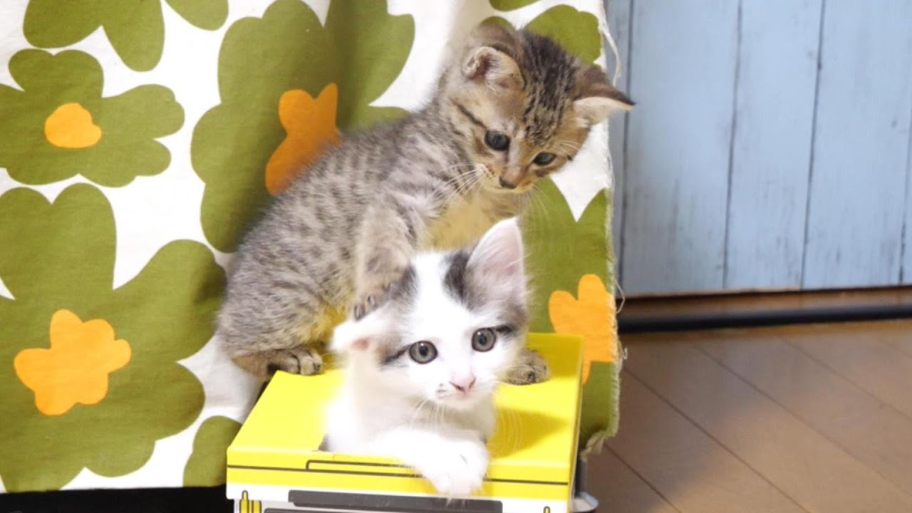 ねこがいちばんかわいい  価格の安い◾️マンチカン♀短足ちゃんです♡ / ペットショップ