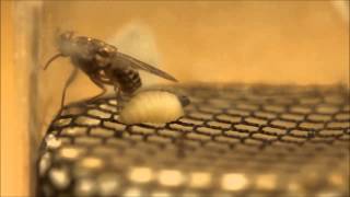 Female Tsetse Fly Giving Birth