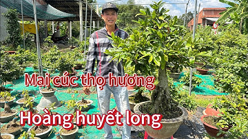 ☎️ zalo 0968 647 068 gặp Tới 📞☎️ mai cúc thọ hương , hoàng huyết long, cúc tư long , mai giảo .