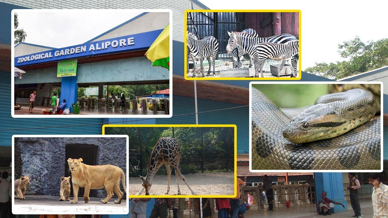 alipore zoo essay in hindi