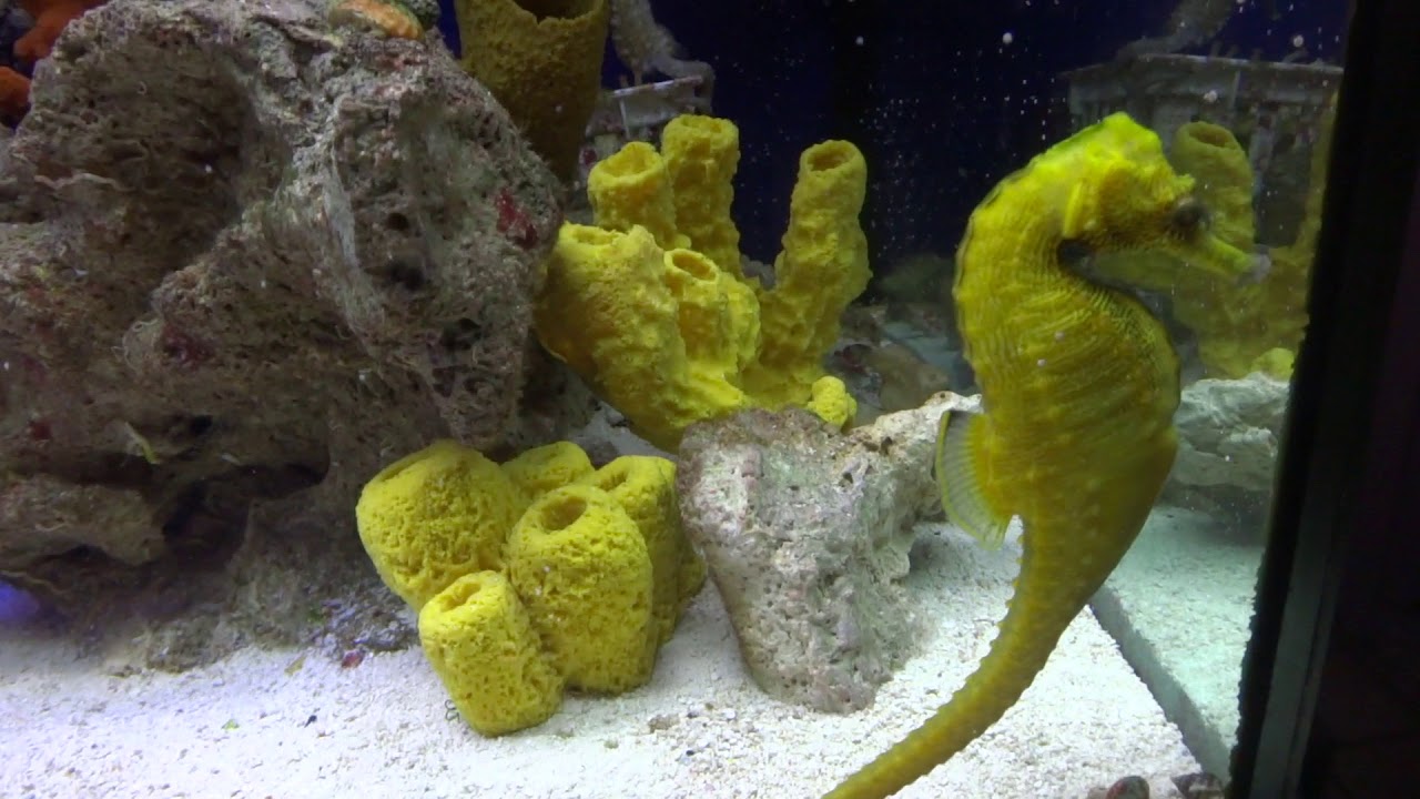 camera iphone 8 plus apk 5 minutes of seahorses