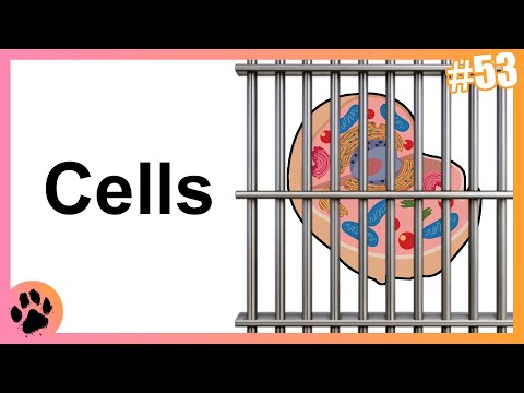 A Bit About: Cells