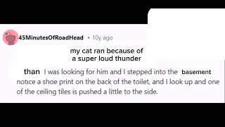 The Story Of My Weird Cat Hiding In The Ceiling