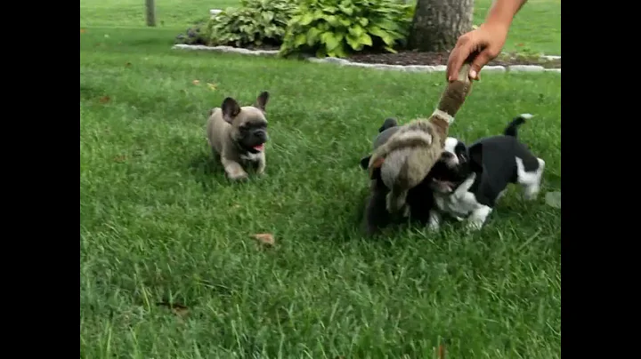 French Bulldog Puppies For Sale Rose Stoltzfus