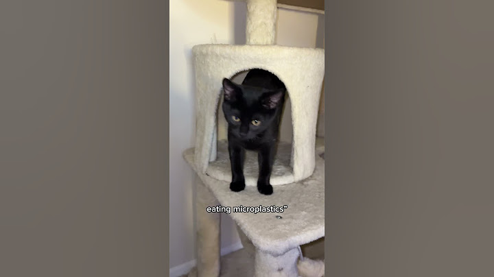 When cat thinks it’s playtime