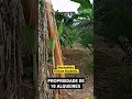 *PROPRIEDADE DE 18 ALQUEIRES* com 15 alqueires formados e com título definitivo