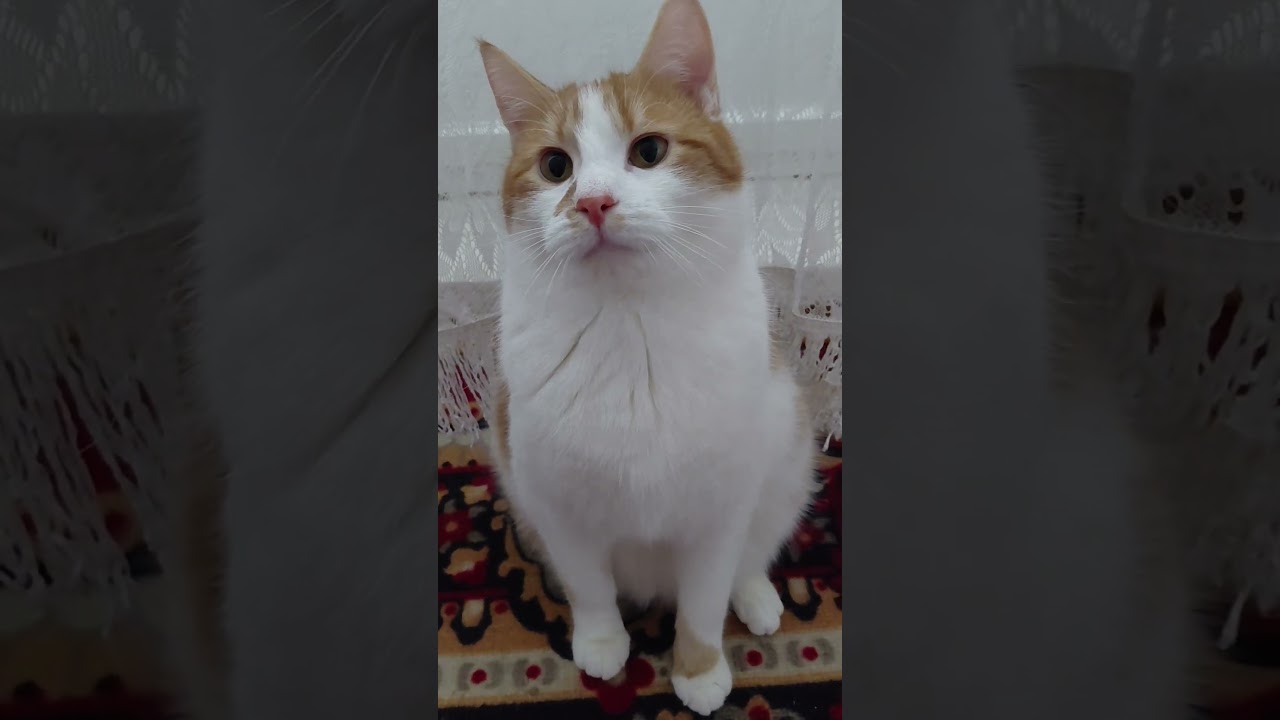 😻ЛоРдИк😻