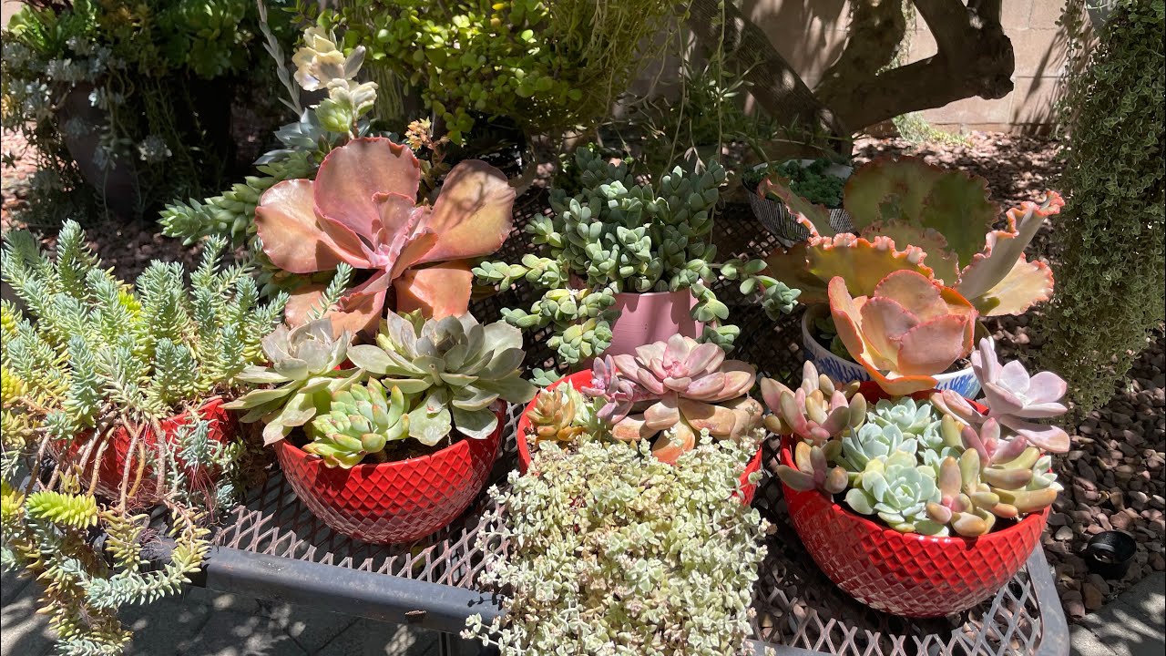 Sukulent vlog: Morning glow