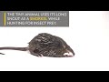 This Tiny Aquatic Mammal Has a Snorkel Snout | Nat Geo Wild Mp3 Song