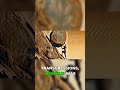Sisyphus Tried To Escape Fate And Failed | MythoCore #mythology #greekgods
