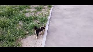 Харьков Салтовка 23 мая 2025 года. ТРЕВОЖНЫЙ ВЕЧЕР 🌃🐕🛩️ после...